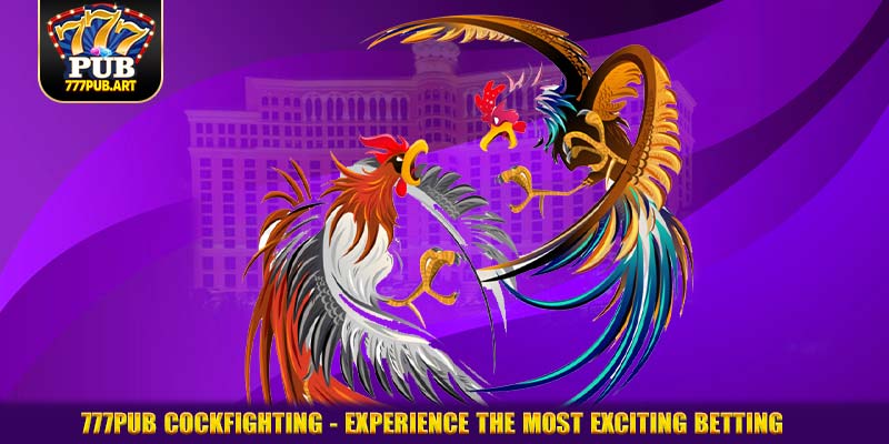 777pub Cockfighting - Experience the most exciting betting